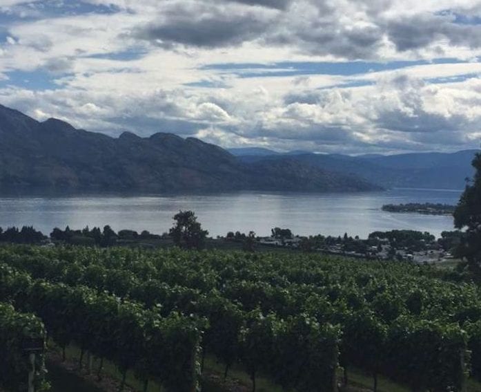 a vineyard overlooking the lake and mountains